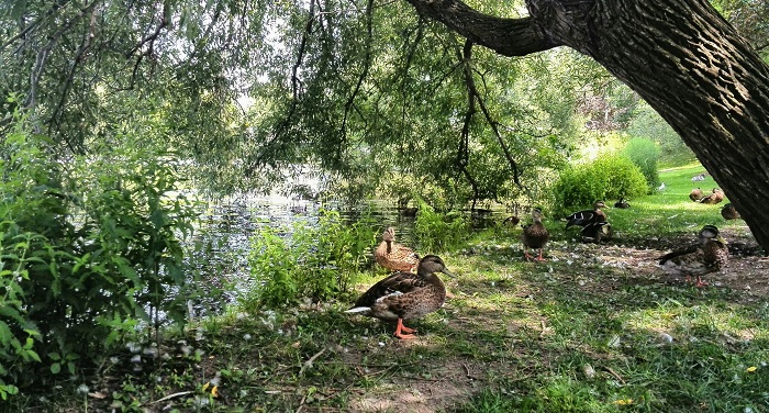 Ducks by the river