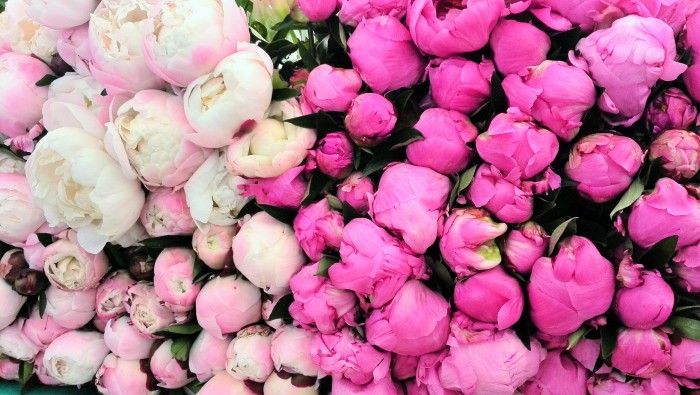 Peony close up at the Bastille Market in Paris