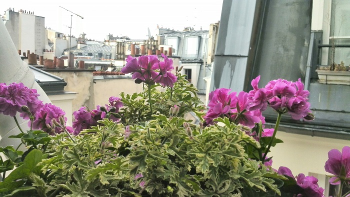 rooftops of Paris | Cobblestones and Cappuccinos
